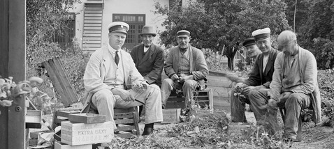 Sex män sitter på trälådor och jobbar med växter som ligger i en hög framför
