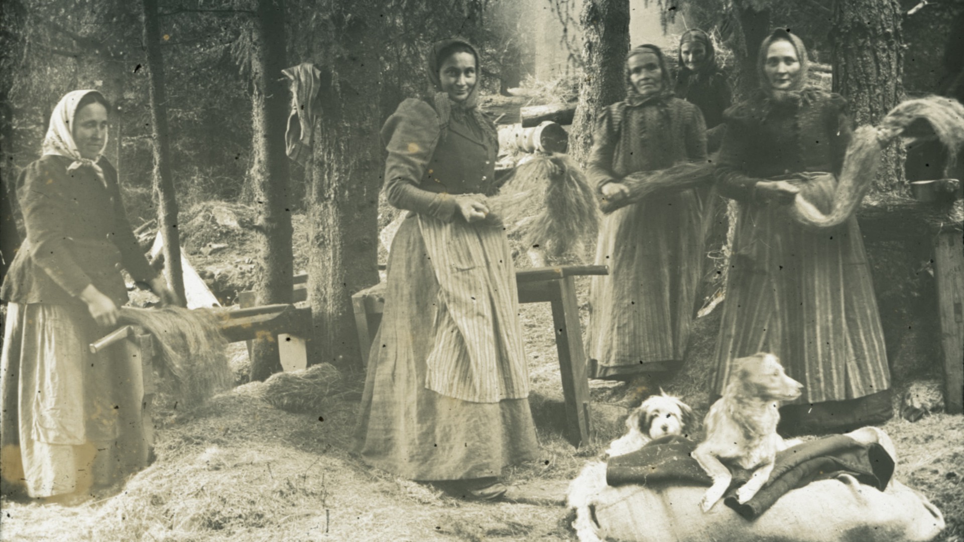 Flera kvinnor under linberedning; några av dem bråkar lin. Två hundar till höger.