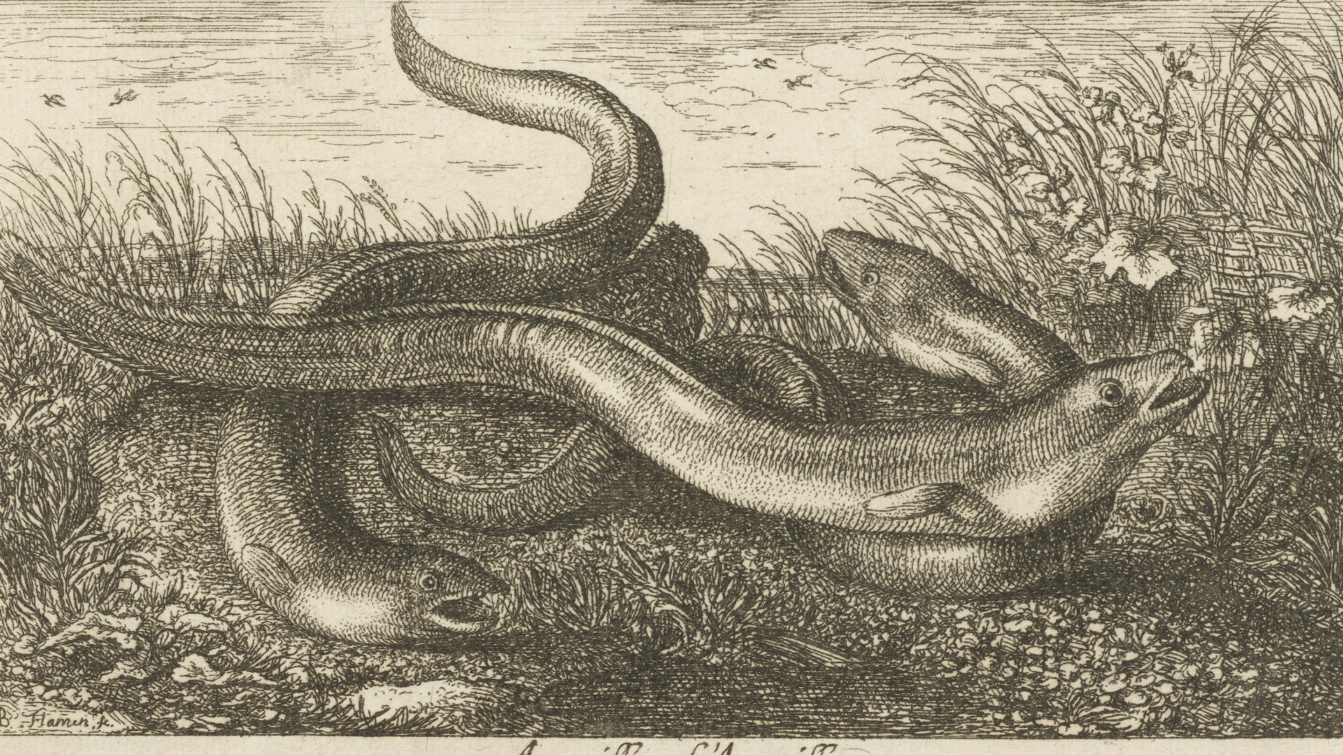 En teckning av några ålar på havsbottnen