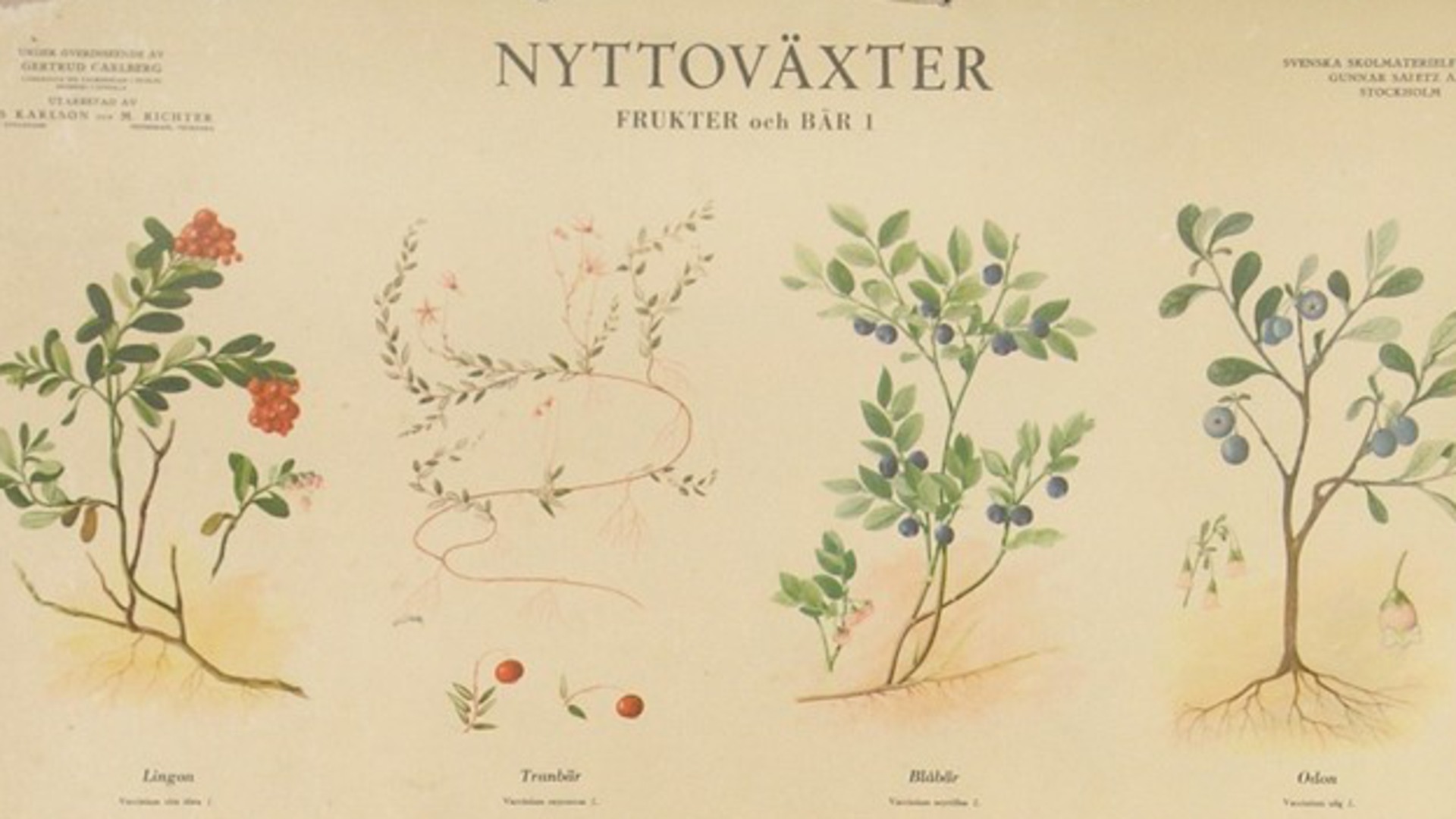 En skolplansch som visar nyttoväxter, bland annat lingon, tranbär, blåbär och odon. 
