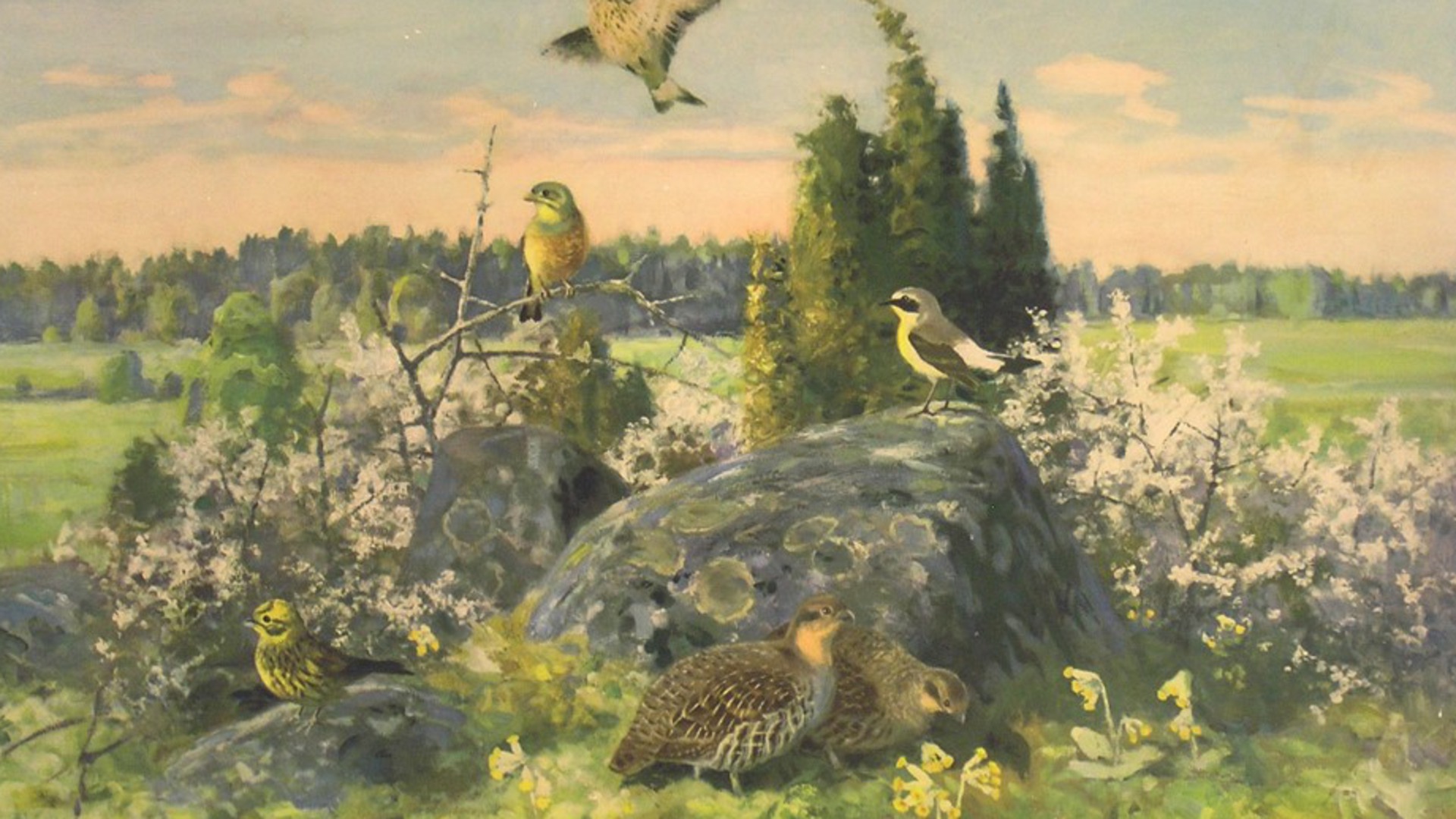 En skolplansch som visar flera fåglar på en sten i ett sommarlandskap
