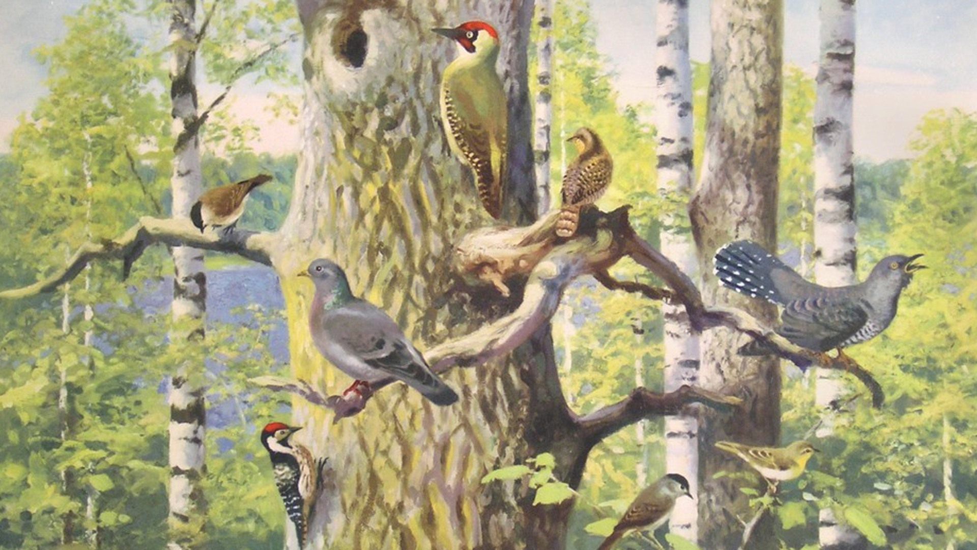 En skolplansch som visar olika fåglar i ett träd