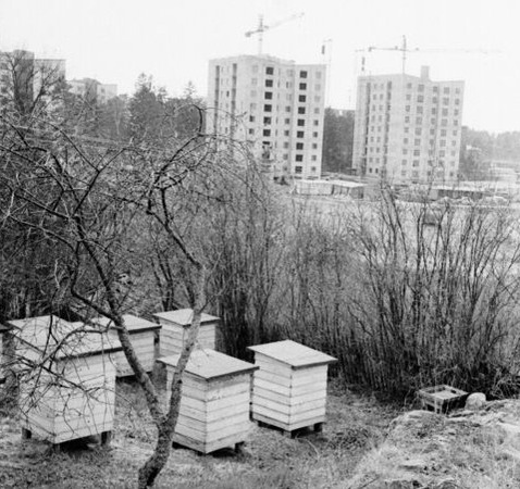 Fyrkantiga, moderna, bikupor av trä. I bakgrunden byggs höghusen vid Stenkulla, Nyköping. 