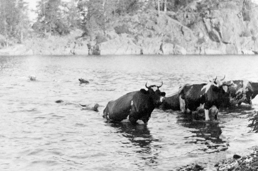 Flera kor går i land efter att ha simmar i skärgården. 