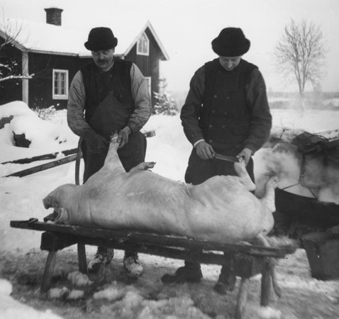 Två män slaktar en gris.