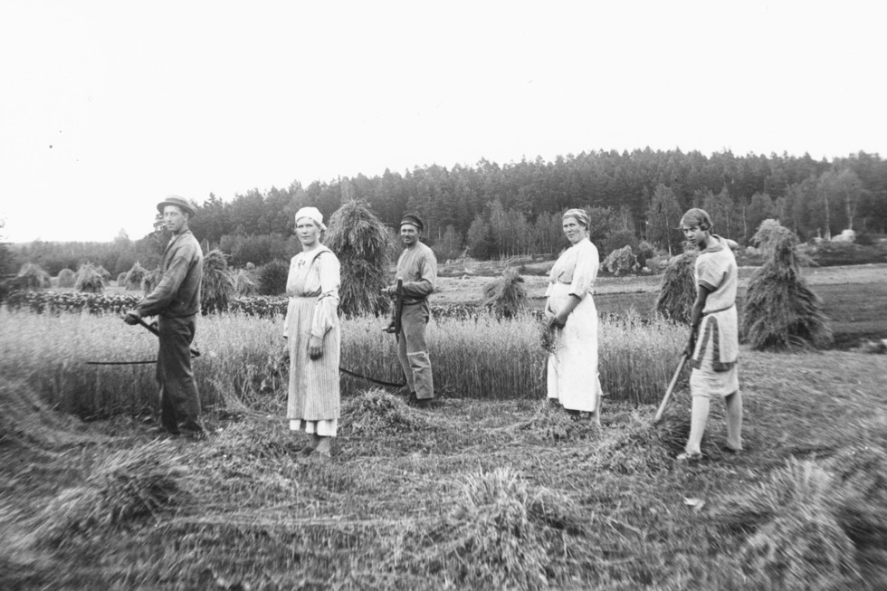 Svart vit bild, fem personer arbetar på en åker med liar i händerna.