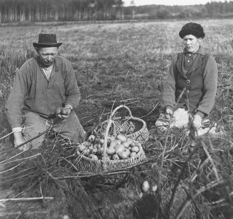 Två personer sitter på en åker och plockar potatis som läggs i en korg.