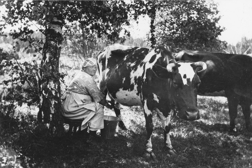 En kvinna handmjölkar en ko i skuggan av ett träd.
