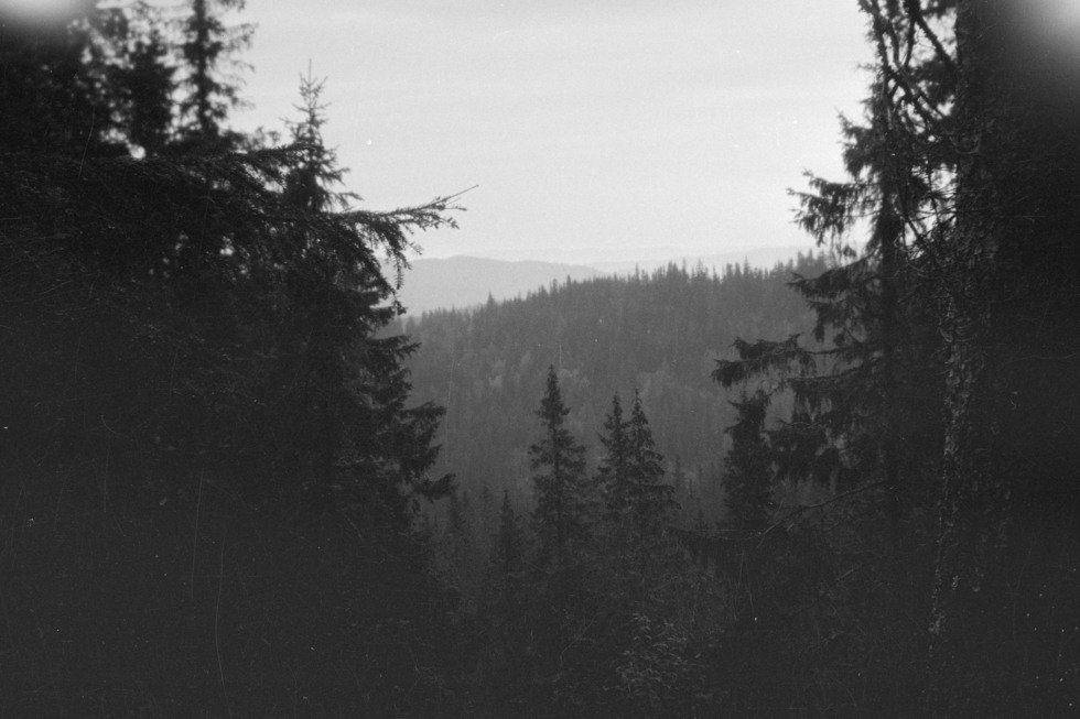 Vy över träd i skogen