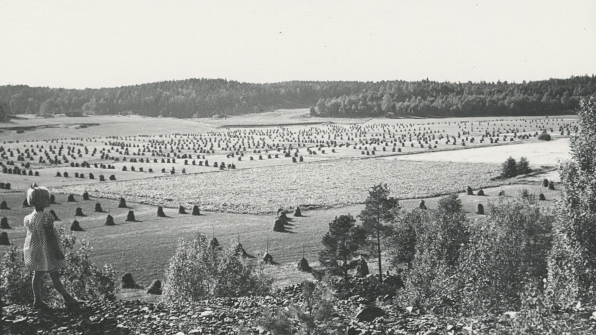 En flicka tittar ut över höstackar på en åker.