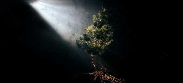 Mörk bild med ett upplyst träd